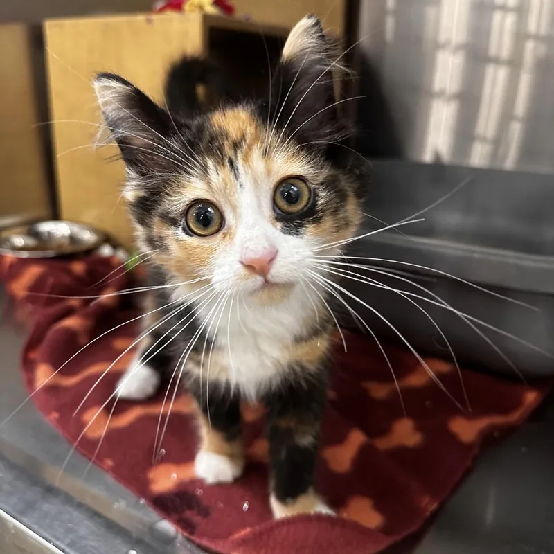 A baby small-sized female Calico Domestic Long Hair cat named Paige for adoption in Dearborn, MI