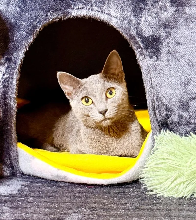 A baby medium-sized female Domestic Short Hair cat named Karen Walker for adoption in Newnan, GA