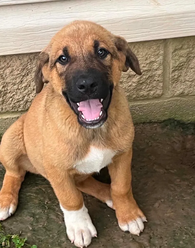 A baby extra large-sized male Anatolian Shepherd dog named Luna Litter for adoption in Lawrenceburg, TN