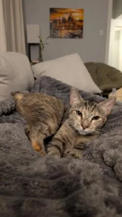 Gidget thumbnail 3