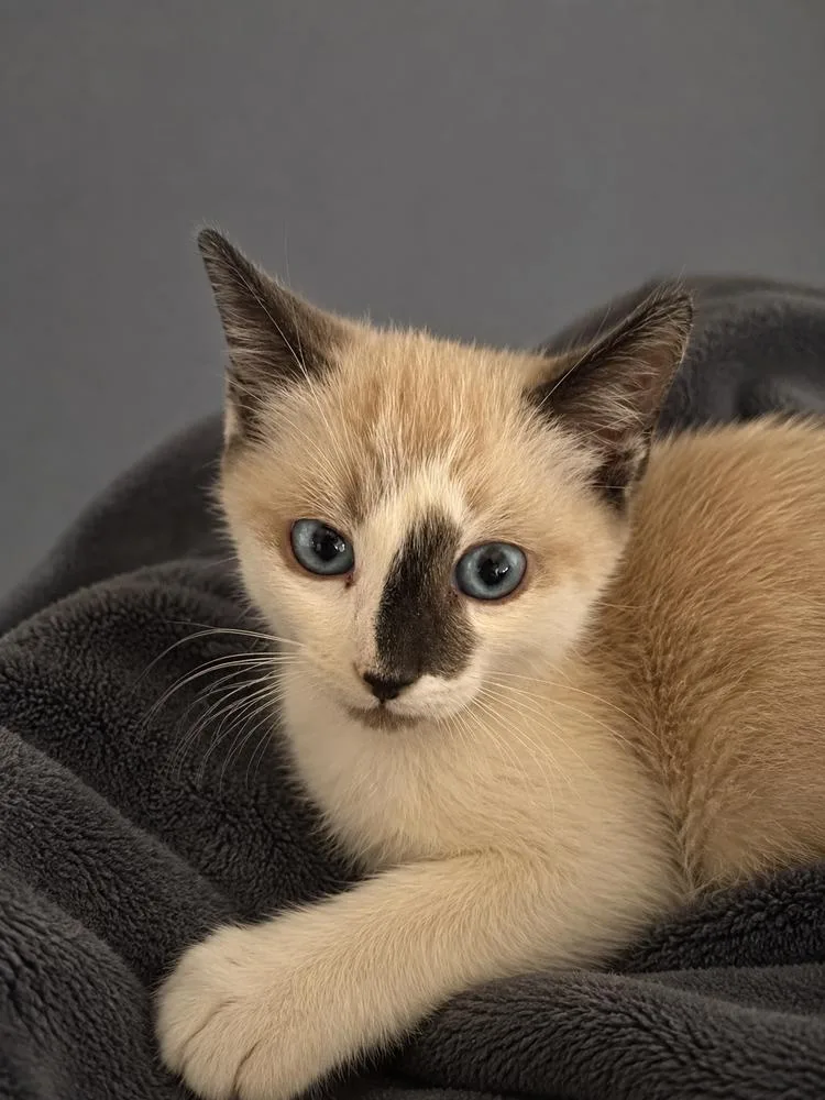 A baby small-sized male Siamese cat named Truper for adoption in Calimesa, CA