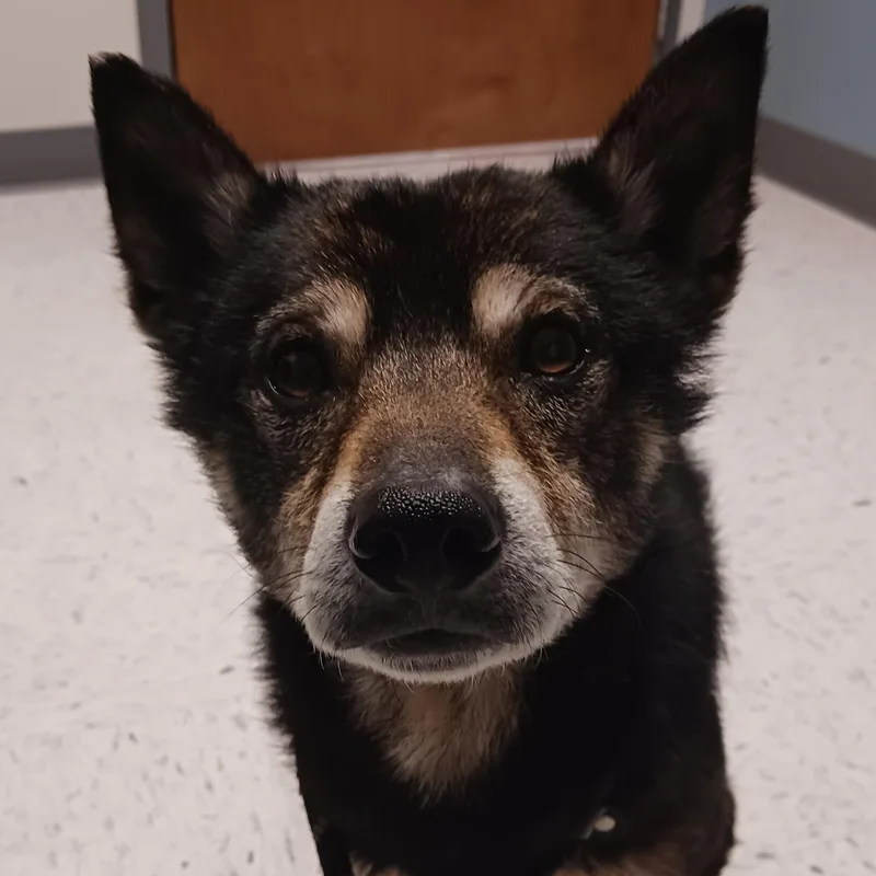 An adult small-sized male Shiba Inu dog named Rocket for adoption in Saint Marys, WV