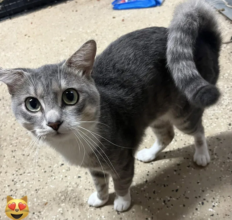 A young medium-sized male Domestic Short Hair cat named Caesar for adoption in Phoenix, AZ