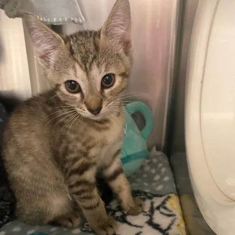 A baby small-sized female Brown / Chocolate Domestic Short Hair cat named Kelly for adoption in West Palm Beach, FL