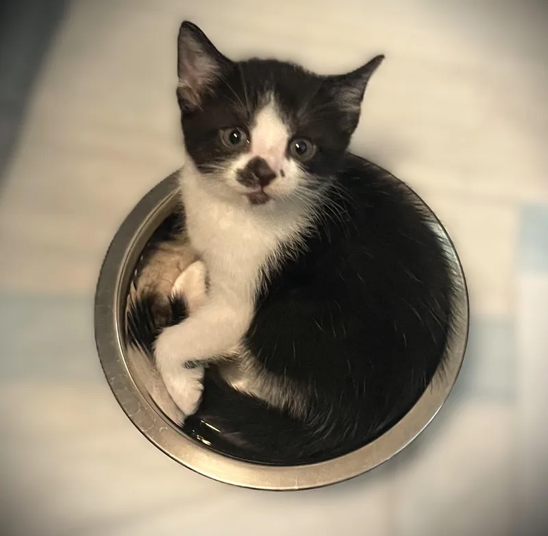 A baby small-sized female Black & White / Tuxedo Domestic Short Hair cat named Honesty for adoption in Mankato, MN
