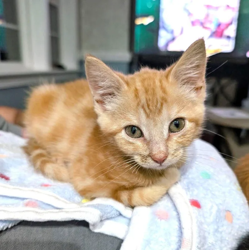 A baby small-sized male Orange / Red Domestic Short Hair cat named West for adoption in Alexandria, VA