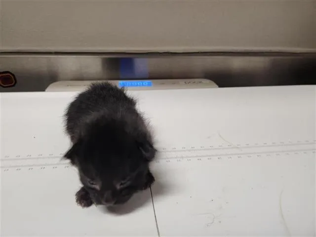 A baby medium-sized male Domestic Short Hair cat named A for adoption in Houston, TX