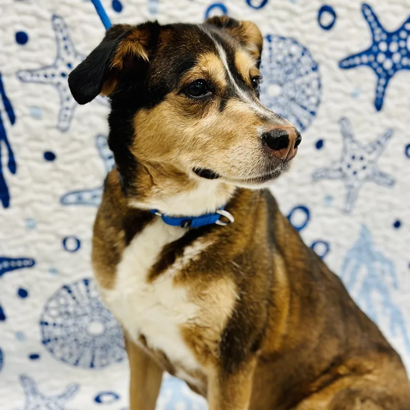 An adult large-sized female Tricolor (Brown, Black, & White) Husky dog named Parker for adoption in Manahawkin, NJ