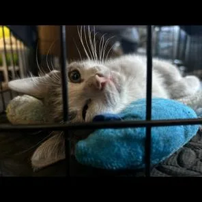 A baby small-sized male Gray / Blue / Silver Domestic Short Hair cat named Jakey for adoption in San Diego, CA