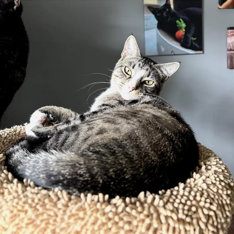 A baby medium-sized male Tabby (Brown / Chocolate) Domestic Short Hair cat named Apollo for adoption in Houston, TX