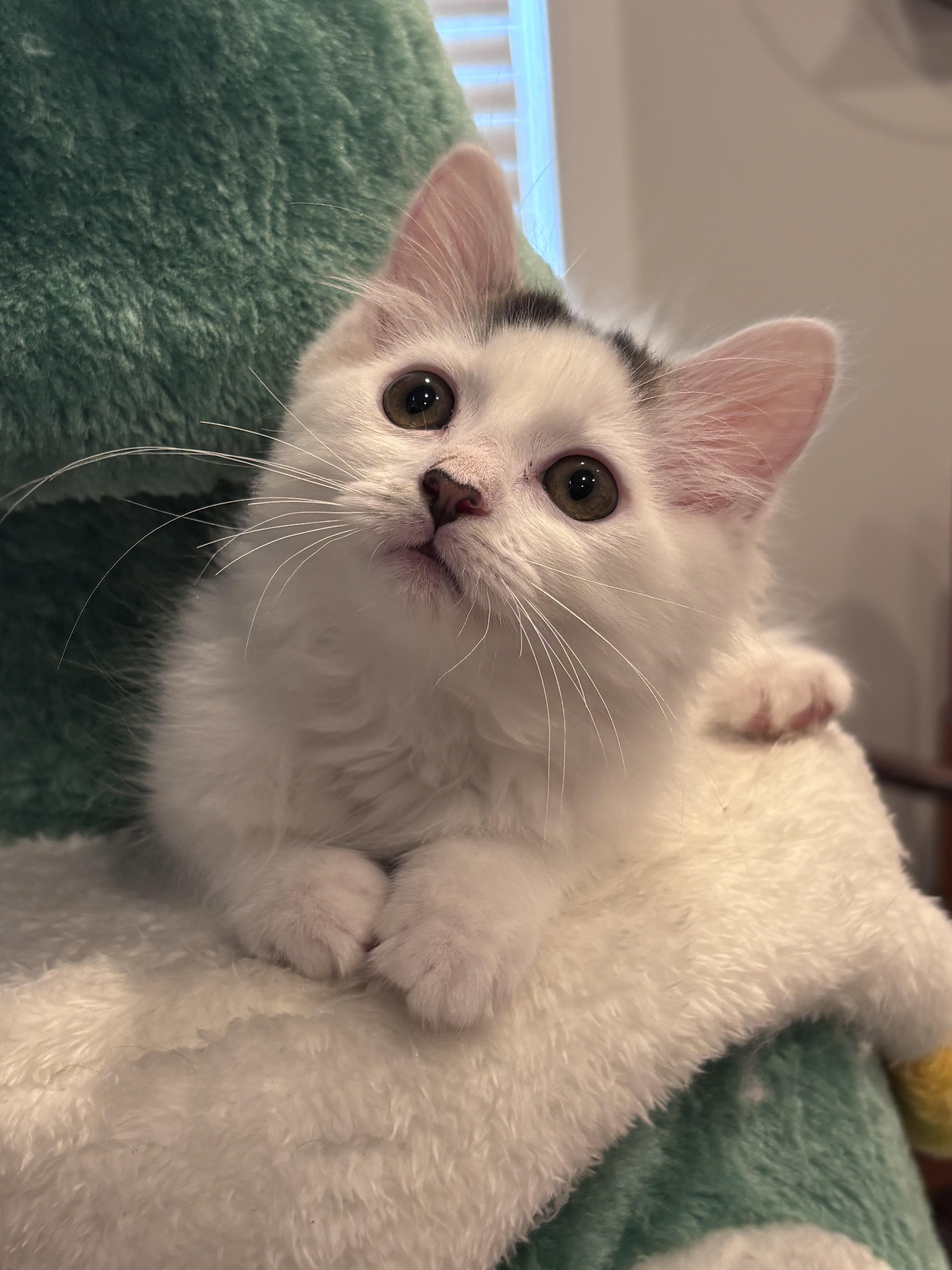 A baby medium-sized female Black & White / Tuxedo Domestic Medium Hair cat named The Niners  Frannie for adoption in Leesburg, VA