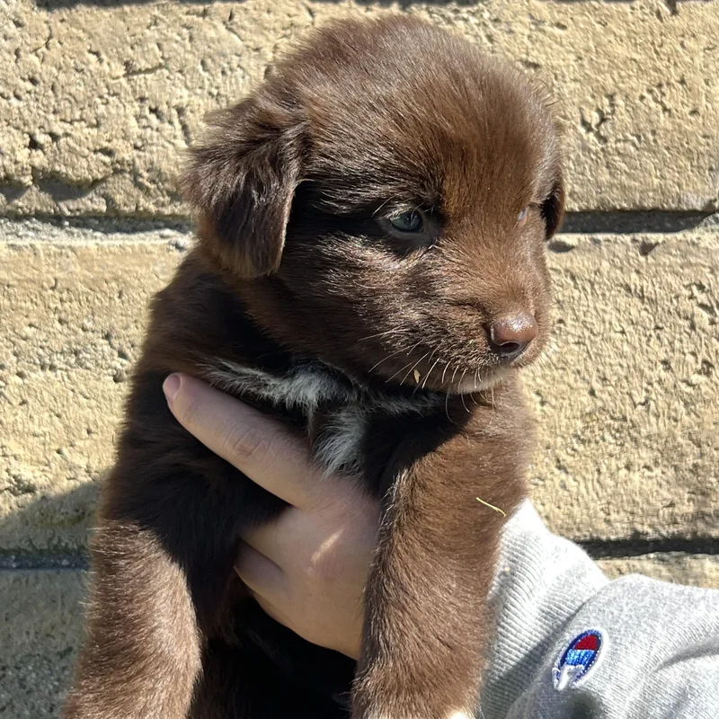 A baby large-sized male Labrador Retriever dog named Frito for adoption in Pasadena, CA