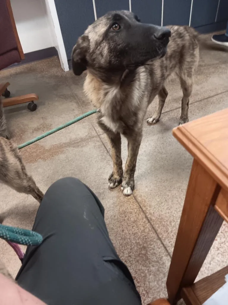 A baby large-sized male Belgian Shepherd / Malinois dog named Wildfire for adoption in Brownwood, TX
