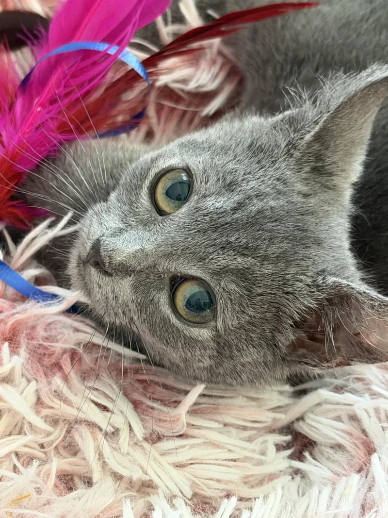 A baby medium-sized male Domestic Short Hair cat named Lunar Glow for adoption in Lincoln, CA