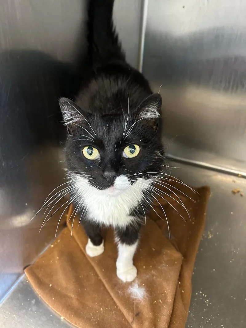 A young large-sized female Black & White / Tuxedo Tuxedo cat named Andrea for adoption in Lambertville, NJ