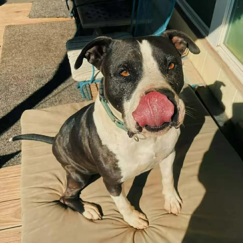 An adult large-sized male Black American Staffordshire Terrier dog named Fozzie Bear for adoption in Houston, TX