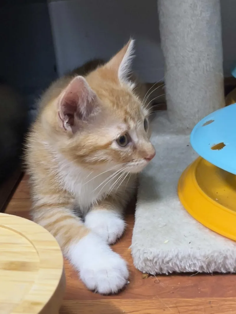 A baby small-sized male Tabby (Orange / Red) Domestic Short Hair cat named Mars for adoption in Weehawken, NJ