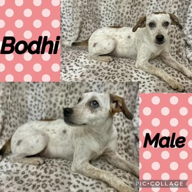 A young small-sized male Jack Russell Terrier dog named Bodhi for adoption in Manchester, CT