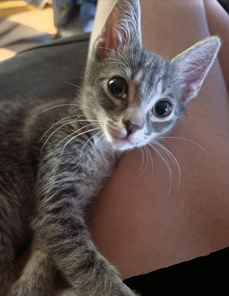 A baby small-sized male Gray / Blue / Silver Domestic Short Hair cat named Bellamy Southern for adoption in Chandler, AZ