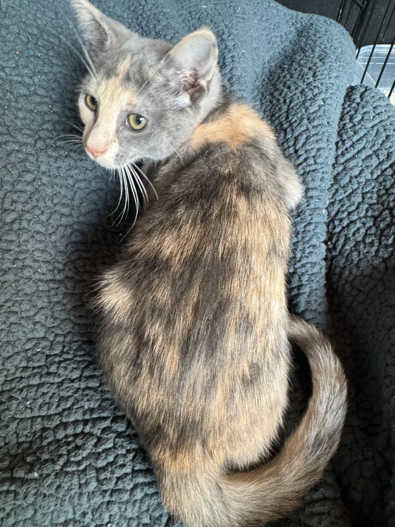 Mae