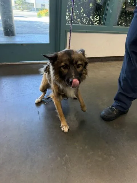 A young medium-sized male German Shepherd Dog dog named Rocket for adoption in Chatsworth, CA