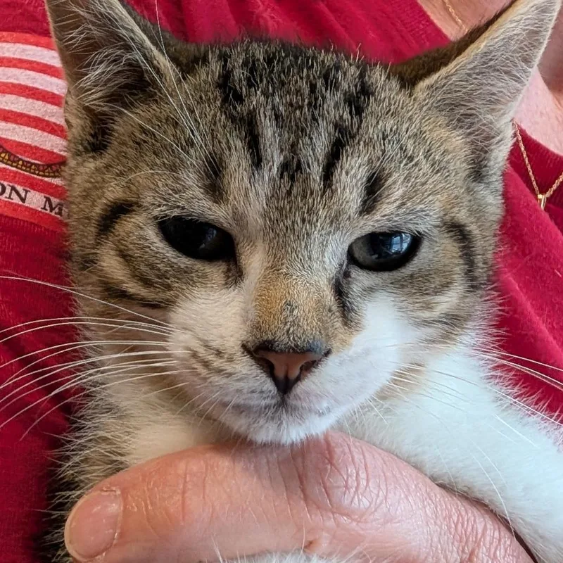A baby small-sized male White Domestic Short Hair cat named Happy for adoption in Calverton, NY