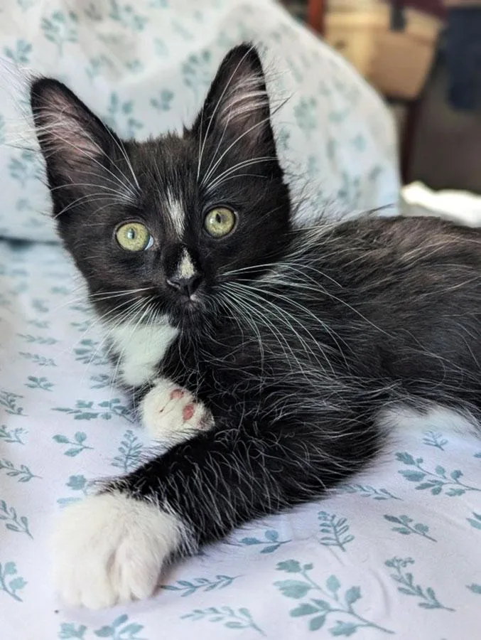 A baby small-sized female Black & White / Tuxedo Domestic Long Hair cat named Matcha for adoption in Bowie, MD