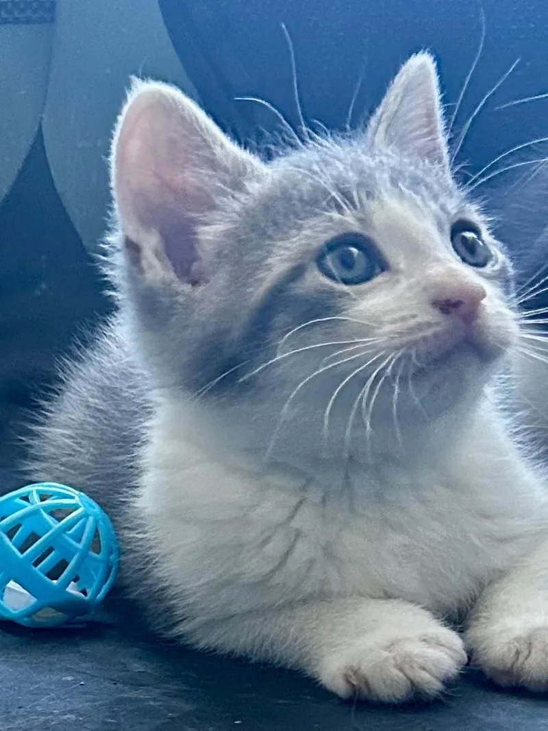 A baby medium-sized male Domestic Medium Hair cat named Mist for adoption in Sandusky, MI