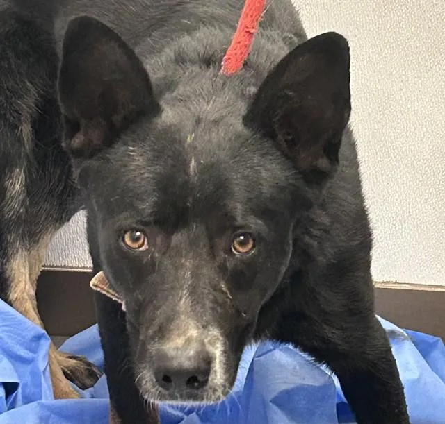 A young large-sized male German Shepherd Dog dog named Luke for adoption in Tucson, AZ
