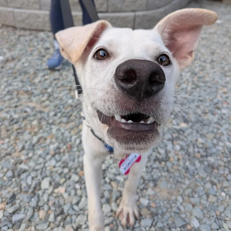 A young medium-sized female White / Cream Labrador Retriever dog named Korcita for adoption in Wake Forest, NC