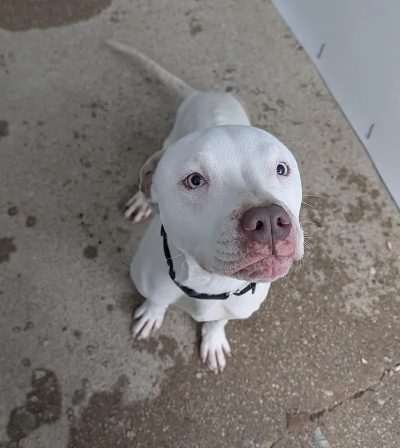 An adult large-sized female Pit Bull Terrier dog named Melody for adoption in Reisterstown, MD