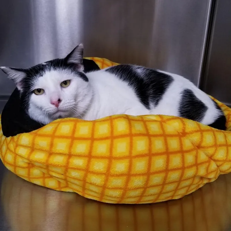 Mistletoe thumbnail 2