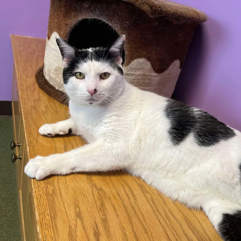 Mistletoe thumbnail 3