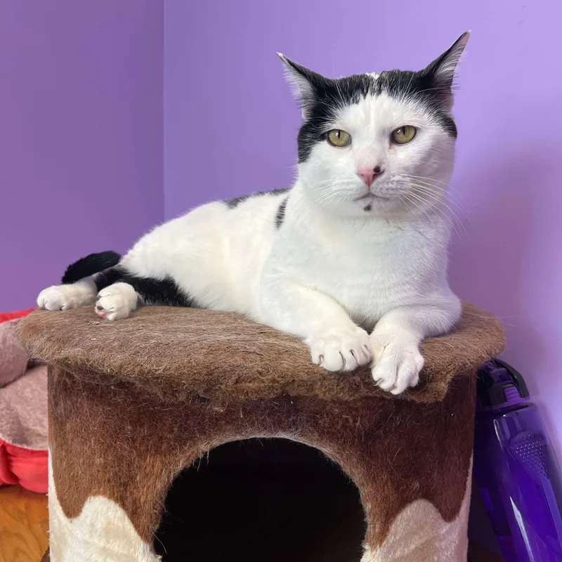 Mistletoe thumbnail 4