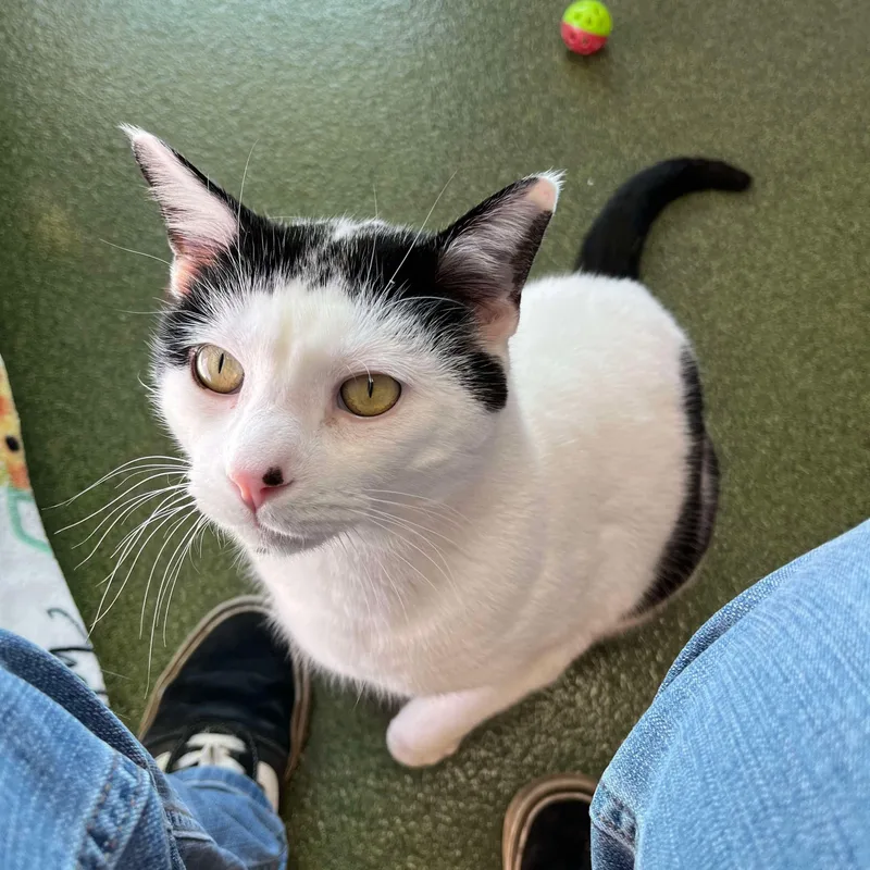 Mistletoe thumbnail 5