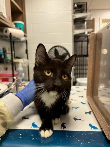 A young small-sized male Domestic Short Hair cat named Vale for adoption in Washington, DC