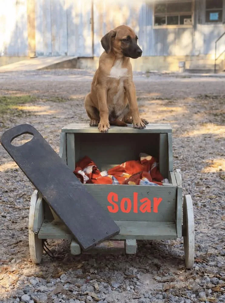 A baby medium-sized male Mixed Breed dog named Solar for adoption in Rock Hill, NY