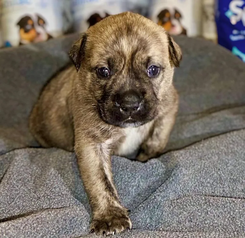 A baby medium-sized male Cattle Dog dog named Gumbo Local Puppy for adoption in Princeton, MA
