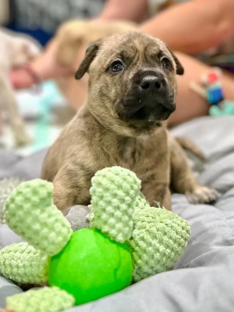 Gumbo  Local Puppy thumbnail 2