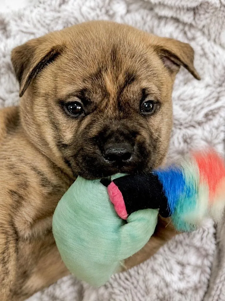 Gumbo  Local Puppy thumbnail 4