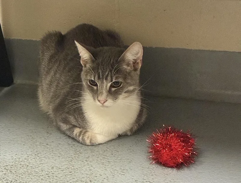 A young medium-sized male Tabby (Gray / Blue / Silver) Domestic Short Hair cat named Furby for adoption in Mason City, IA