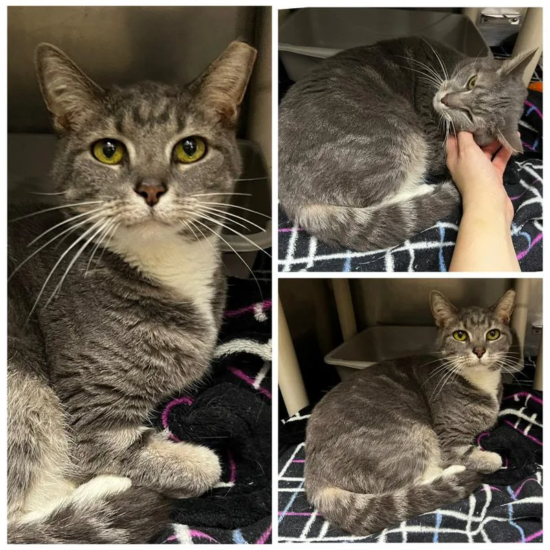 A senior medium-sized female Domestic Short Hair cat named Mimi for adoption in Dublin, VA