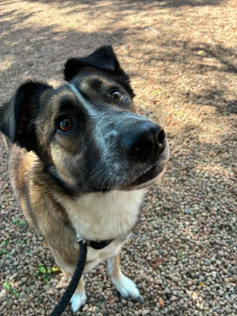 An adult medium-sized female Shepherd dog named Freya for adoption in Canon City, CO