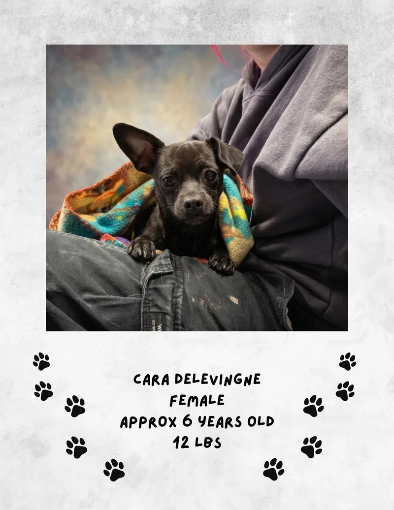 A young medium-sized female Chihuahua dog named Cara Delevigne for adoption in Las Vegas, NM