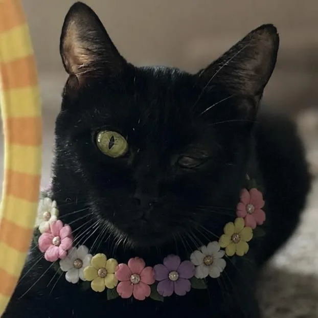 An adult medium-sized female Black Domestic Short Hair cat named Raven for adoption in Liverpool, TX