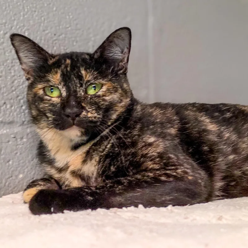 An adult medium-sized female Tortoiseshell Domestic Short Hair cat named Turtle for adoption in Gainesville, TX