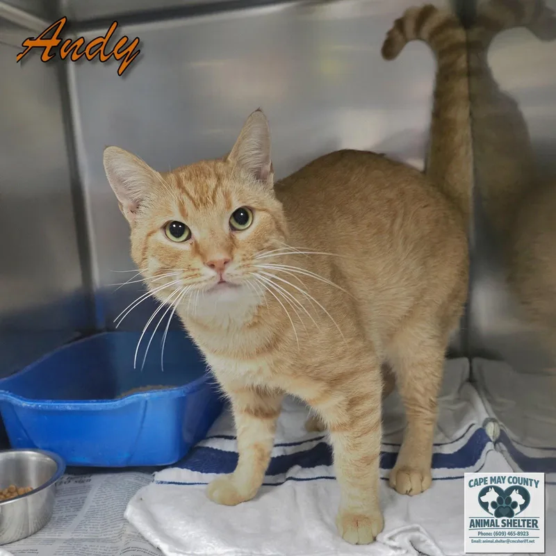 A young medium-sized male Orange / Red Domestic Short Hair cat named Andy for adoption in Cape May Court House, NJ
