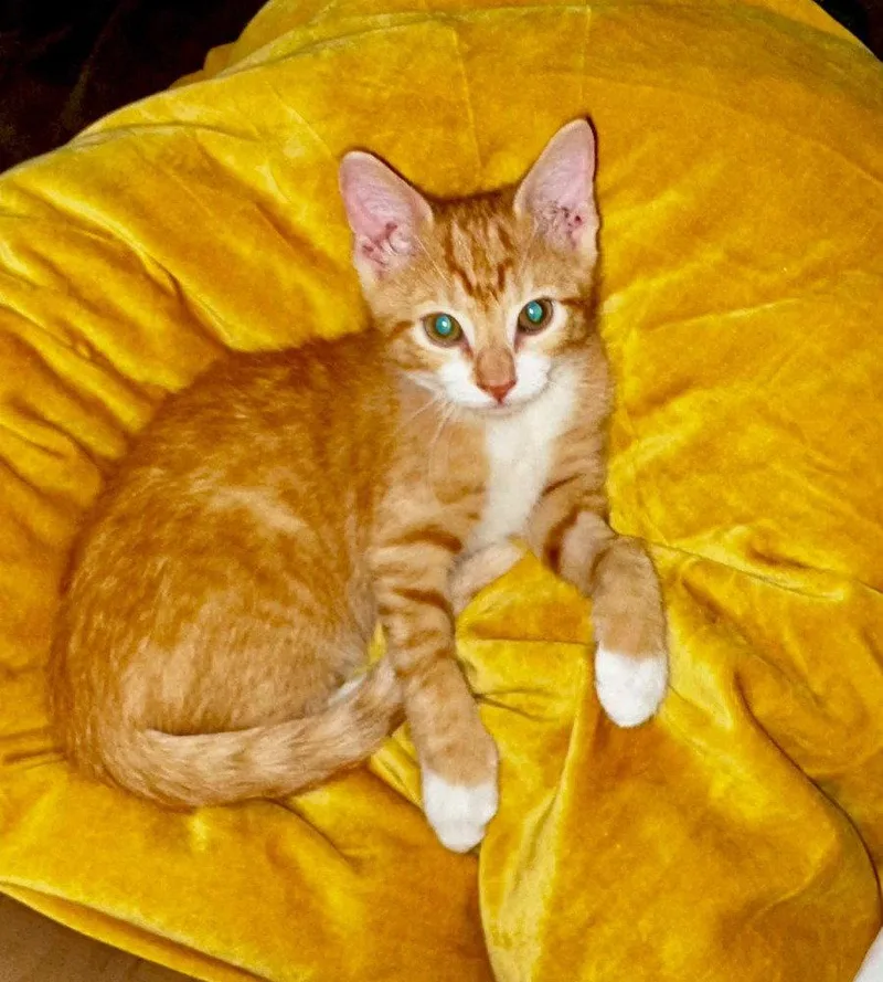 A baby medium-sized male Domestic Short Hair cat named Whatchamacallit for adoption in Candler, NC