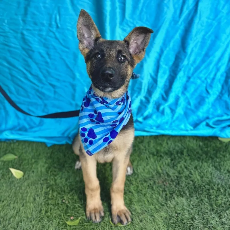 A baby medium-sized male Bicolor German Shepherd Dog dog named Hank for adoption in Rowland Heights, CA