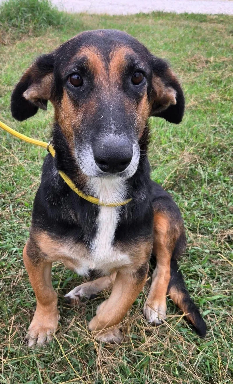 A young medium-sized female Yellow / Tan / Blond / Fawn Basset Hound dog named Delilah for adoption in Petersburg, IN